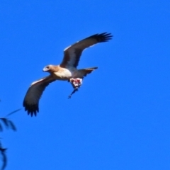 Hieraaetus morphnoides (Little Eagle) at ANBG - 12 Jul 2021 by RodDeb