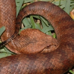 Acanthophis antarcticus (Common Death Adder) at Blue Mountains National Park, NSW - 9 Mar 2008 by PatrickCampbell