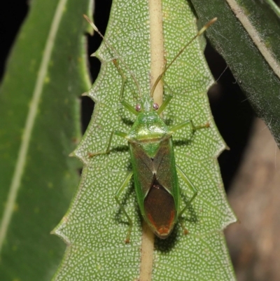 Amblypelta nitida (Fruit-spotting bug) at Downer, ACT - 16 Apr 2021 by TimL