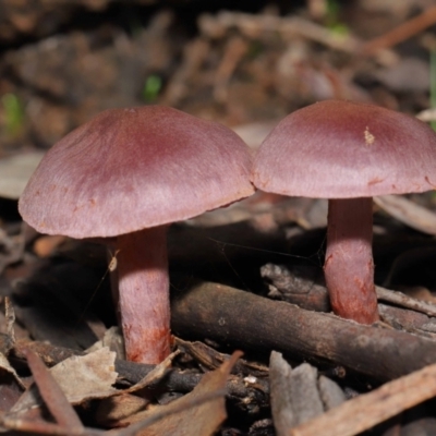 Cortinarius sp. (Cortinarius) at ANBG - 4 Jul 2021 by TimL