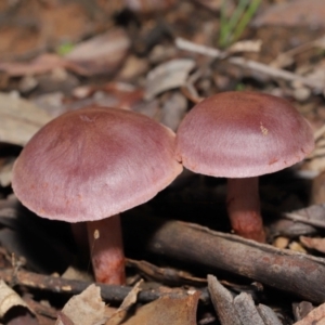 Cortinarius sp. at Downer, ACT - 4 Jul 2021