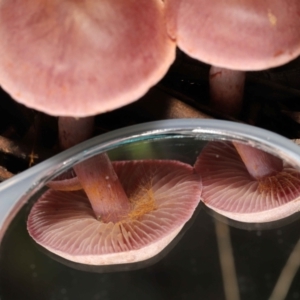 Cortinarius sp. at Downer, ACT - 4 Jul 2021