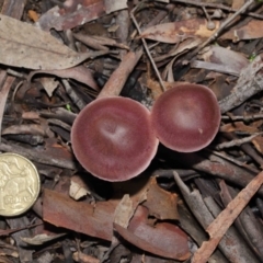 Cortinarius sp. at Downer, ACT - 4 Jul 2021