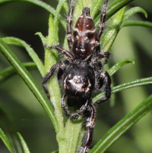 Sandalodes superbus at Downer, ACT - 4 Apr 2021 11:10 AM