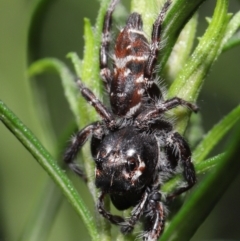 Sandalodes superbus at Downer, ACT - 4 Apr 2021 11:10 AM