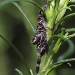 Sandalodes superbus at Downer, ACT - 4 Apr 2021 11:10 AM