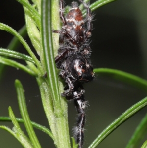 Sandalodes superbus at Downer, ACT - 4 Apr 2021 11:10 AM