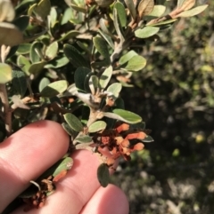 Grevillea diminuta at Pine Island to Point Hut - 30 Jun 2021 by Tapirlord