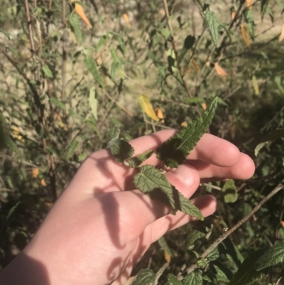 Gynatrix pulchella (Hemp Bush) at Greenway, ACT - 30 Jun 2021 by Tapirlord