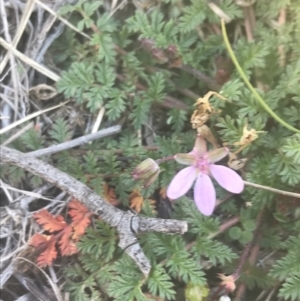 Erodium cicutarium at Greenway, ACT - 30 Jun 2021