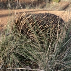 Tachyglossus aculeatus (Short-beaked Echidna) at Mount Majura - 11 Jul 2021 by waltraud