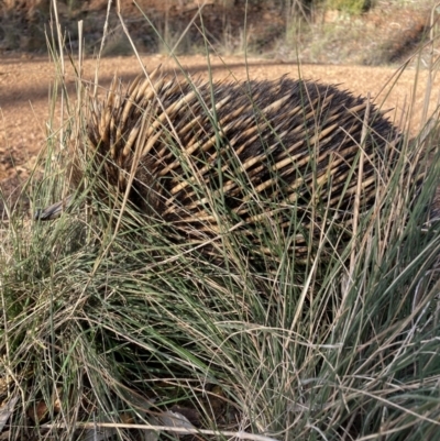 Tachyglossus aculeatus (Short-beaked Echidna) at Hackett, ACT - 11 Jul 2021 by waltraud