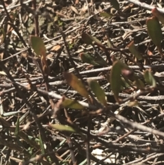 Muehlenbeckia tuggeranong (Tuggeranong Lignum) by Tapirlord