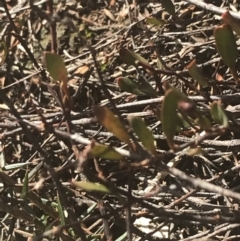 Muehlenbeckia tuggeranong (Tuggeranong Lignum) at Greenway, ACT - 30 Jun 2021 by Tapirlord