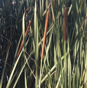 Typha domingensis at Bonython, ACT - 4 Apr 2021 04:36 PM