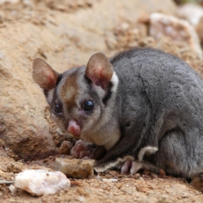 Petaurus notatus (Krefft’s Glider, Sugar Glider) at West Wodonga, VIC - 12 Jul 2021 by LizetteSalmon