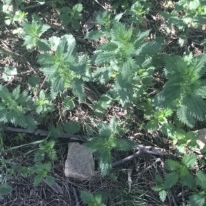 Urtica incisa at Greenway, ACT - 30 Jun 2021