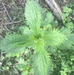 Urtica incisa at Greenway, ACT - 30 Jun 2021