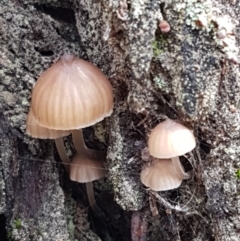 Mycena sp. ‘grey or grey-brown caps’ at ANBG South Annex - 13 Jul 2021 by tpreston