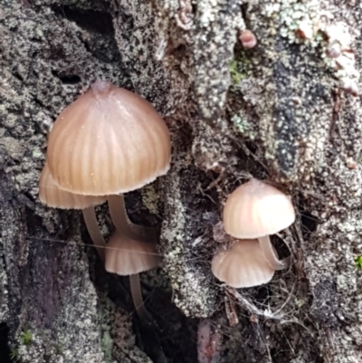 Mycena sp. ‘grey or grey-brown caps’ at ANBG South Annex - 13 Jul 2021 by tpreston