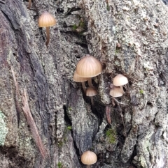 Mycena sp. ‘grey or grey-brown caps’ at Acton, ACT - 13 Jul 2021 10:23 AM