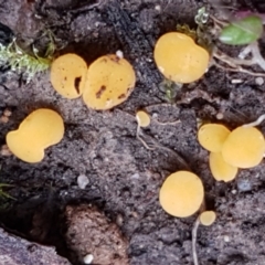 Phaeohelotium (Discinella terrestris aggregate) at Acton, ACT - 13 Jul 2021 by trevorpreston