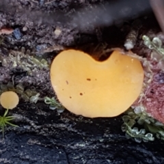 Phaeohelotium (Discinella terrestris aggregate) at Acton, ACT - 13 Jul 2021