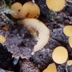 Phaeohelotium (Discinella terrestris aggregate) at Acton, ACT - 13 Jul 2021