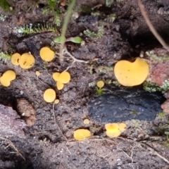 Phaeohelotium (Discinella terrestris aggregate) at Acton, ACT - 13 Jul 2021