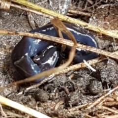 Caenoplana coerulea (Blue Planarian, Blue Garden Flatworm) at Acton, ACT - 13 Jul 2021 by trevorpreston