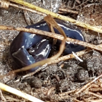 Caenoplana coerulea (Blue Planarian, Blue Garden Flatworm) at ANBG South Annex - 13 Jul 2021 by tpreston