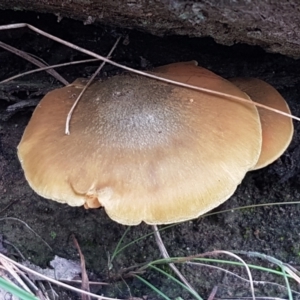 Cortinarius sp. at Acton, ACT - 13 Jul 2021