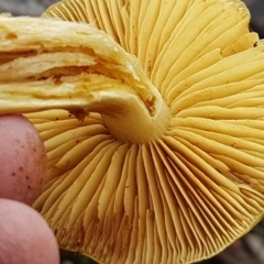 Cortinarius sp. at Acton, ACT - 13 Jul 2021