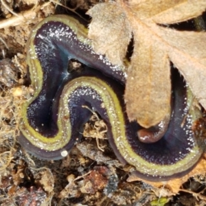 Caenoplana bicolor at Acton, ACT - 13 Jul 2021