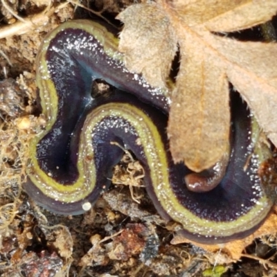 Caenoplana bicolor (Two-tone Planarian) at Acton, ACT - 13 Jul 2021 by tpreston