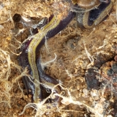 Caenoplana bicolor at Acton, ACT - 13 Jul 2021 10:59 AM