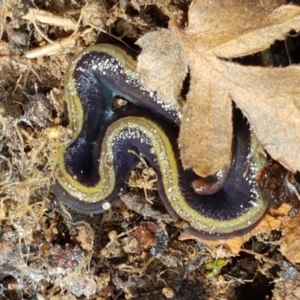 Caenoplana bicolor at Acton, ACT - 13 Jul 2021 10:59 AM