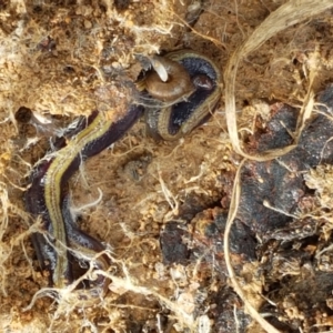 Caenoplana bicolor at Acton, ACT - 13 Jul 2021 10:59 AM