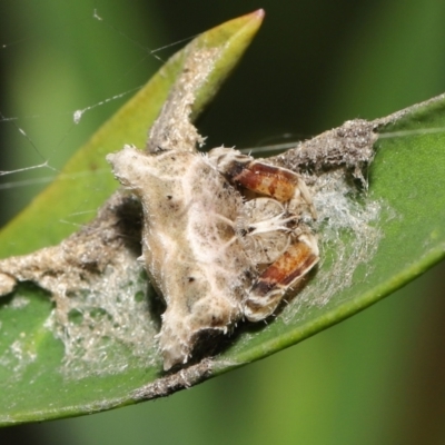 Celaenia atkinsoni (Atkinson's bird-dropping spider) at Downer, ACT - 2 Apr 2021 by TimL