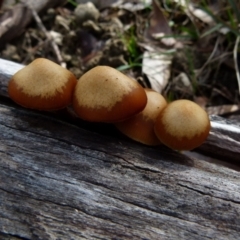 zz agaric (stem; gills not white/cream) at Boro, NSW - 13 Jul 2021 by Paul4K