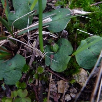 Corysanthes hispida (Bristly Helmet Orchid) at Boro, NSW - 13 Jul 2021 by Paul4K