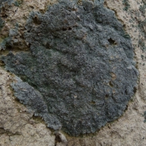 Lichen - crustose at Boro, NSW - suppressed