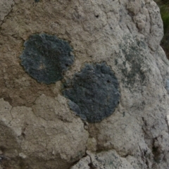 Lichen - crustose at Boro, NSW - suppressed