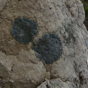 Lichen - crustose at Boro, NSW - suppressed