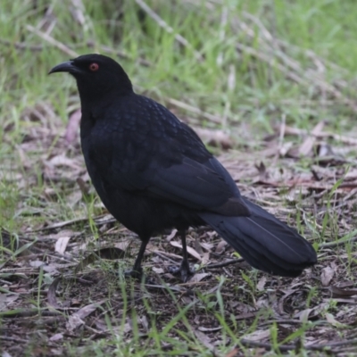 Corcorax melanorhamphos (White-winged Chough) at Umbagong District Park - 13 Jul 2021 by AlisonMilton