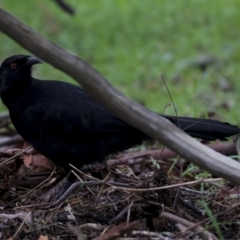 Corcorax melanorhamphos at Latham, ACT - 13 Jul 2021