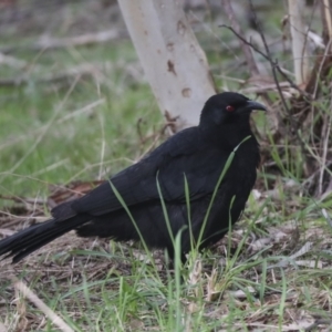 Corcorax melanorhamphos at Latham, ACT - 13 Jul 2021