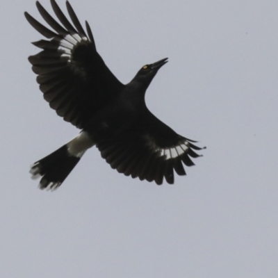 Strepera graculina (Pied Currawong) at Latham, ACT - 13 Jul 2021 by AlisonMilton