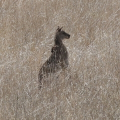 Macropus giganteus (Eastern Grey Kangaroo) at Umbagong District Park - 13 Jul 2021 by AlisonMilton