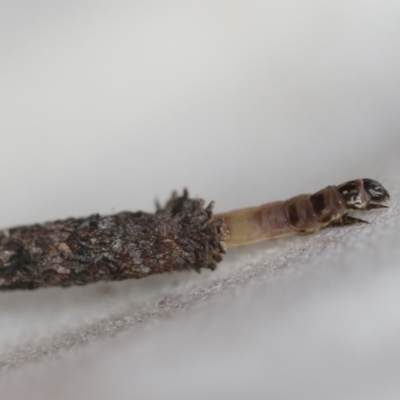 Conoeca guildingi (A case moth) at Macgregor, ACT - 13 Jul 2021 by AlisonMilton